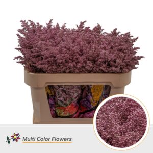 Solidago Rose Goud – 70cm