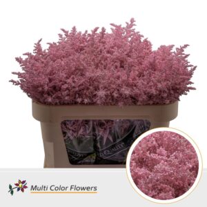 Solidago Rose licht – 70cm