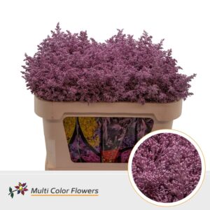 Solidago Rose metallic – 70cm