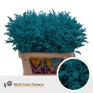 Solidago Turquoise – 70cm