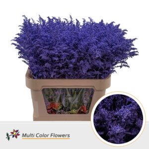 Solidago Violet donker – 80cm