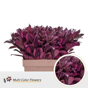Laurier Erica – 60cm