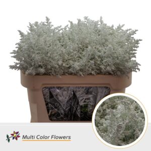 Solidago Wit – 70cm