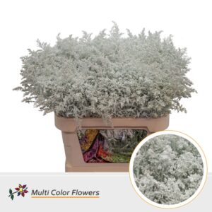 Solidago Wit – 80cm