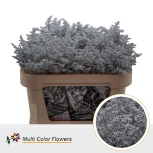 Solidago Zilver – 70cm