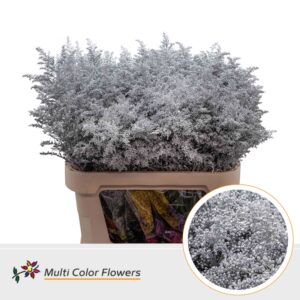 Solidago Zilver – 80cm