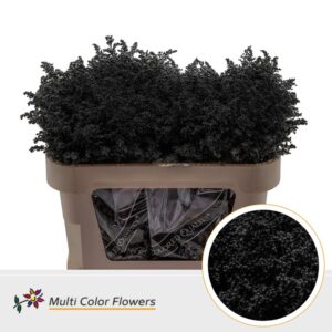 Solidago Zwart – 70cm