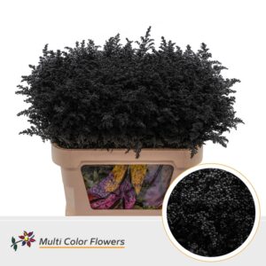 Solidago Zwart – 80cm