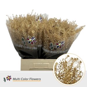 Thlaspi Antique – 70cm