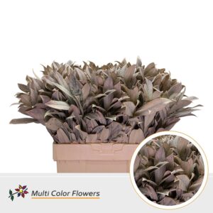Laurier Frost Apricot – 60cm