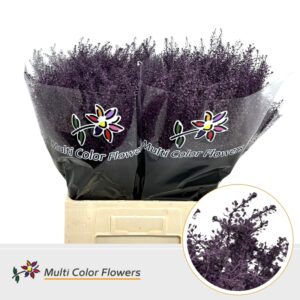 Thlaspi Aubergine – 70cm