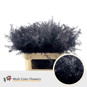 Thlaspi Aubergine – 80cm