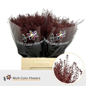 Thlaspi Bordeaux – 70cm