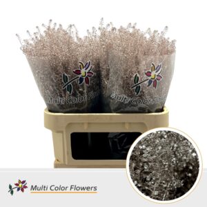 Thlaspi Champagne – 80cm