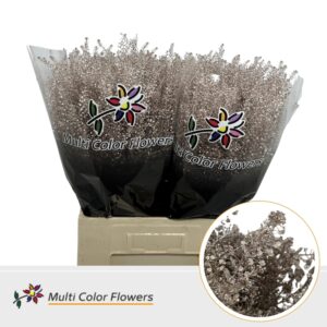 Thlaspi Champagne – 70cm