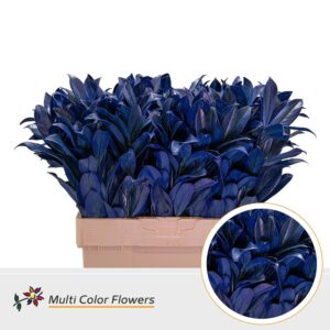 Laurier Frost Blauw Donker – 60cm