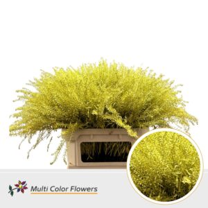 Thlaspi Geel – 80cm