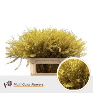 Thlaspi Geel oker – 80cm