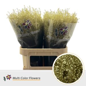 Thlaspi Goud – 80cm