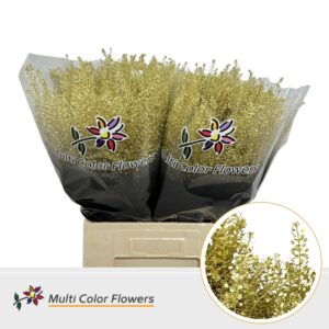 Thlaspi Goud – 70cm