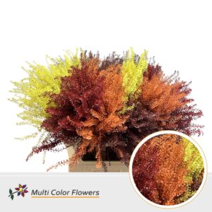 Thlaspi Herfst Mix – 70cm
