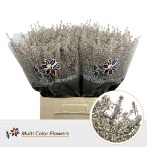 Thlaspi Metallic Beige – 70cm