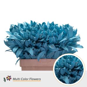 Laurier Frost Blauw licht – 60cm