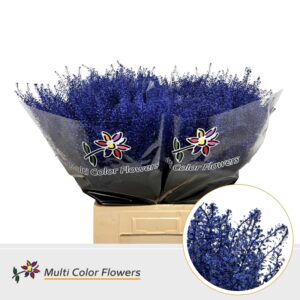 Thlaspi Metallic Blauw Donker – 70cm