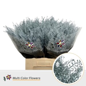 Thlaspi Metallic Blauw Licht – 70cm
