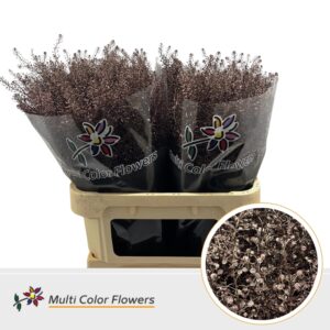 Thlaspi Metallic Bordeaux – 80cm