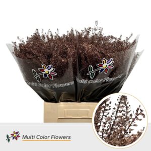 Thlaspi Metallic Bordeaux – 70cm