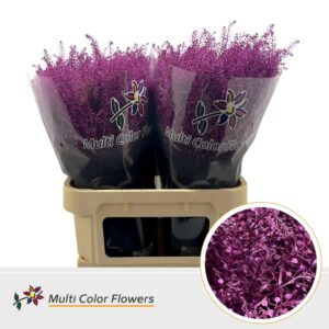 Thlaspi Metallic Erica – 80cm