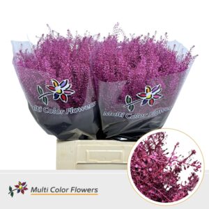 Thlaspi Metallic Erica – 70cm
