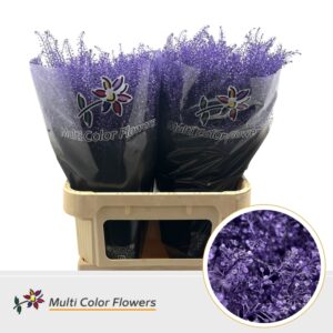 Thlaspi Metallic Milka – 80cm