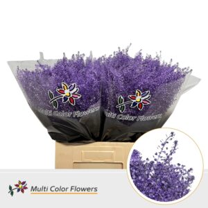 Thlaspi Metallic Milka – 70cm