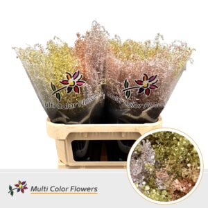 Thlaspi Metallic Mix – 80cm