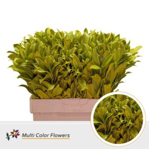 Laurier Frost Geel – 60cm