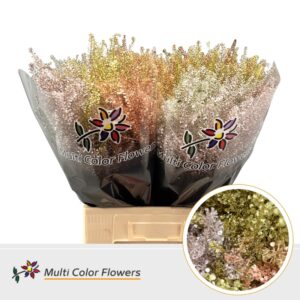 Thlaspi Metallic Mix – 70cm