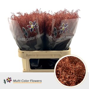 Thlaspi Metallic Rood – 80cm
