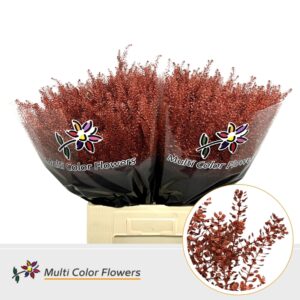 Thlaspi Metallic Rood – 70cm