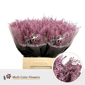 Thlaspi Metallic Rose – 70cm