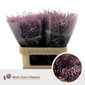 Thlaspi Metallic Roze – 80cm