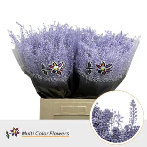 Thlaspi Milka – 70cm