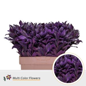 Laurier Frost lila donker – 60cm