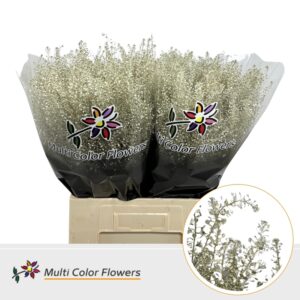 Thlaspi Platina – 70cm