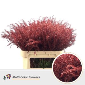 Thlaspi Rood – 80cm
