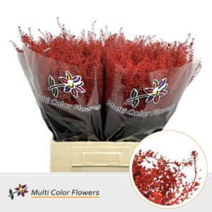 Thlaspi Rood – 70cm