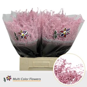 Thlaspi Rose Licht – 70cm