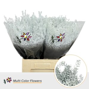 Thlaspi Wit – 70cm