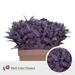 Laurier Frost milka – 60cm